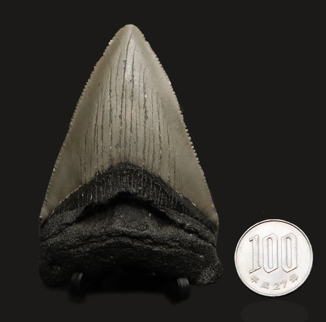 ノーリストア!オールナチュラル!古代の巨大絶滅ザメ、メガロドン(Carcharocles megalodon)の歯化石(その10)