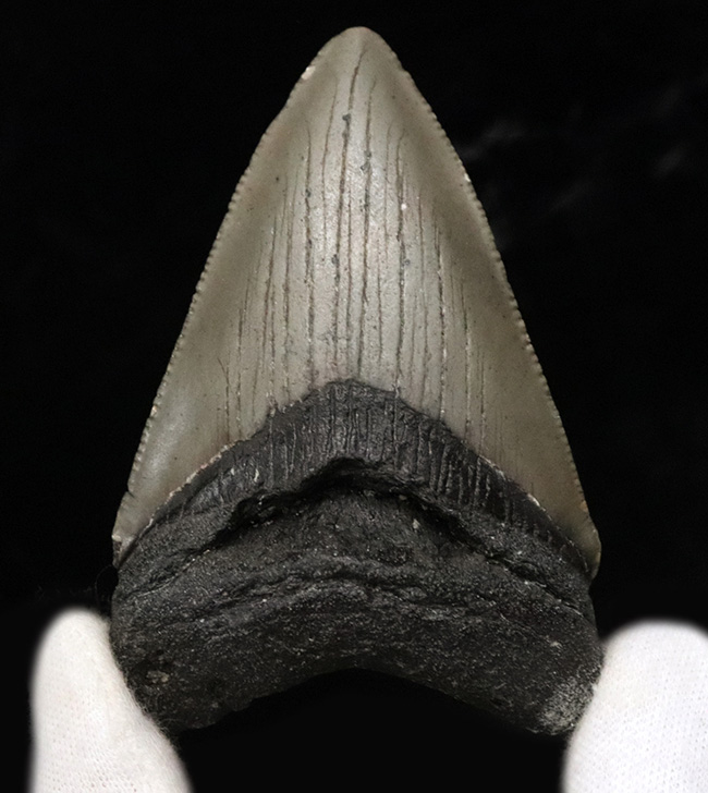 ノーリストア!オールナチュラル!古代の巨大絶滅ザメ、メガロドン(Carcharocles megalodon)の歯化石(その2)