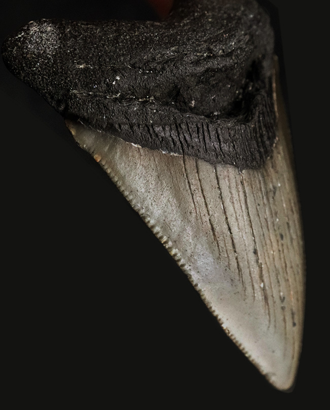 ノーリストア!オールナチュラル!古代の巨大絶滅ザメ、メガロドン(Carcharocles megalodon)の歯化石(その3)