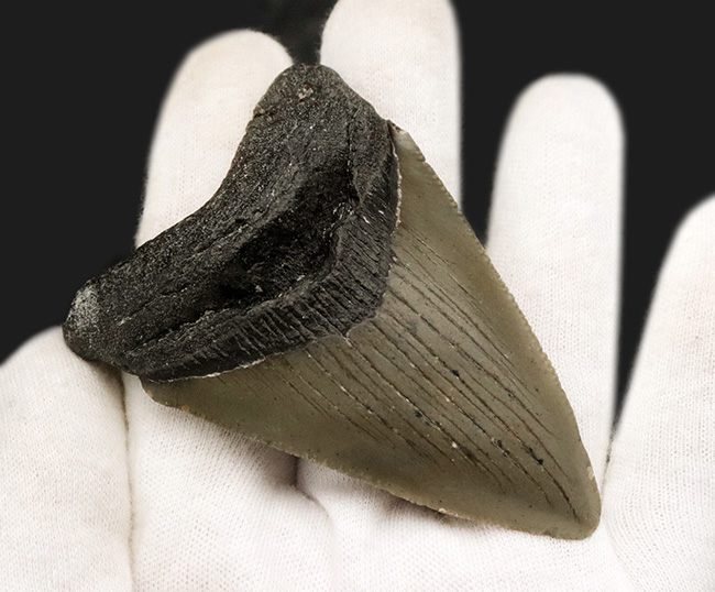 ノーリストア!オールナチュラル!古代の巨大絶滅ザメ、メガロドン(Carcharocles megalodon)の歯化石(その4)