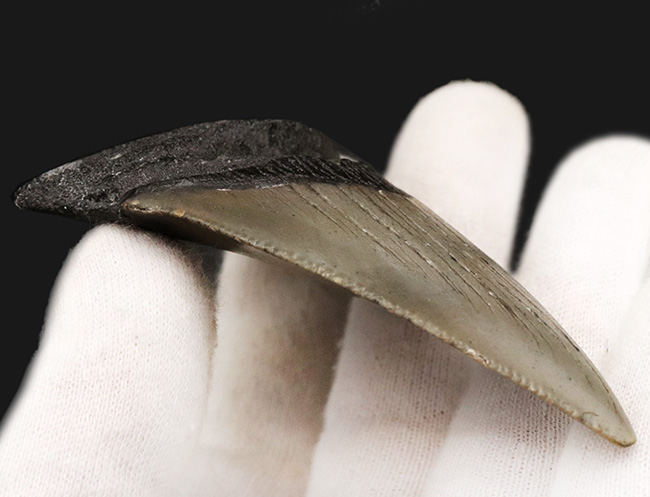 ノーリストア!オールナチュラル!古代の巨大絶滅ザメ、メガロドン(Carcharocles megalodon)の歯化石(その5)