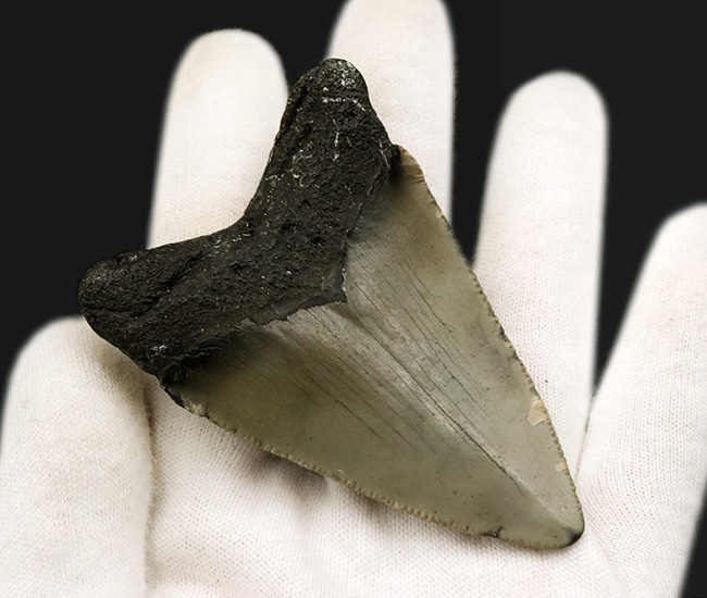 ノーリストア!オールナチュラル!古代の巨大絶滅ザメ、メガロドン(Carcharocles megalodon)の歯化石(その6)