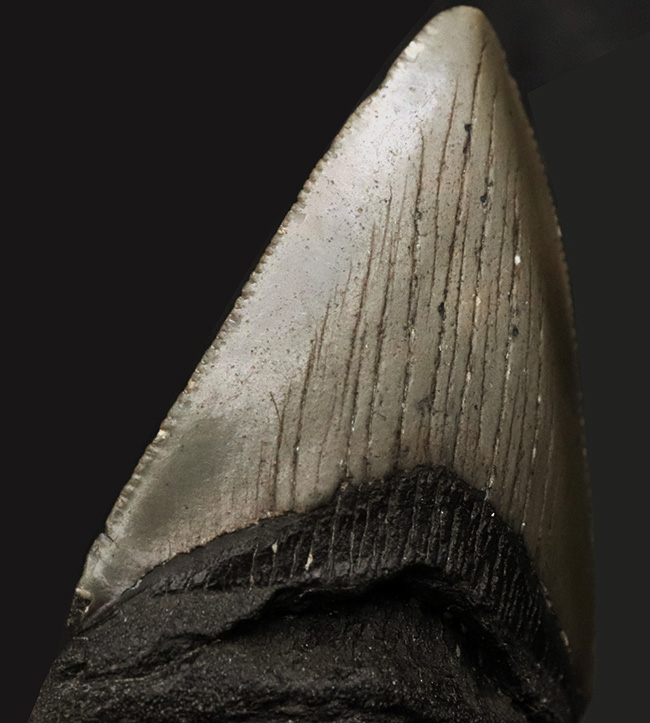 ノーリストア!オールナチュラル!古代の巨大絶滅ザメ、メガロドン(Carcharocles megalodon)の歯化石(その7)