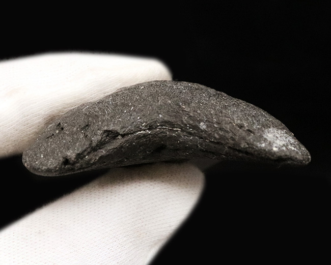 ノーリストア!オールナチュラル!古代の巨大絶滅ザメ、メガロドン(Carcharocles megalodon)の歯化石(その8)