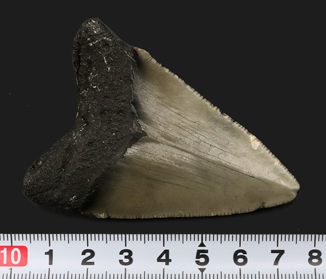 ノーリストア!オールナチュラル!古代の巨大絶滅ザメ、メガロドン(Carcharocles megalodon)の歯化石(その9)