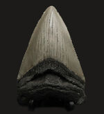 ノーリストア！オールナチュラル！古代の巨大絶滅ザメ、メガロドン（Carcharocles megalodon）の歯化石