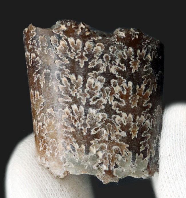 バッドランド産！美しい縫合線模様を堪能できる、白亜紀後期の異常巻き頭足類の一つ、バキュリテス・コンプレサス（Baculites compressus）の部分化石（その1）