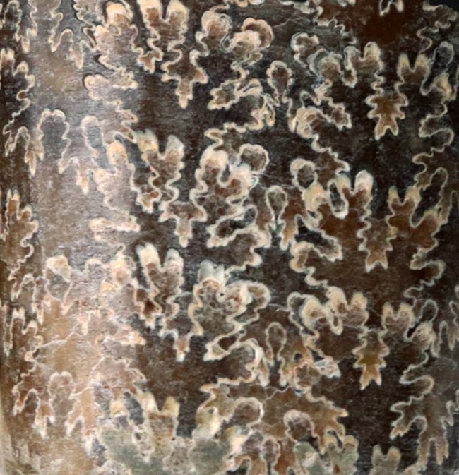 バッドランド産！美しい縫合線模様を堪能できる、白亜紀後期の異常巻き頭足類の一つ、バキュリテス・コンプレサス（Baculites compressus）の部分化石（その2）