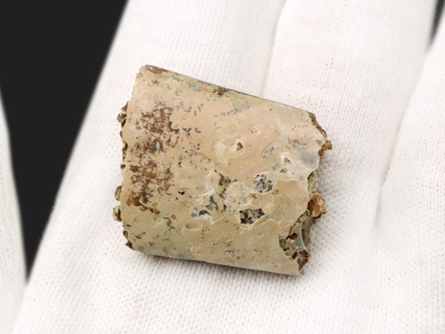 バッドランド産！美しい縫合線模様を堪能できる、白亜紀後期の異常巻き頭足類の一つ、バキュリテス・コンプレサス（Baculites compressus）の部分化石（その4）