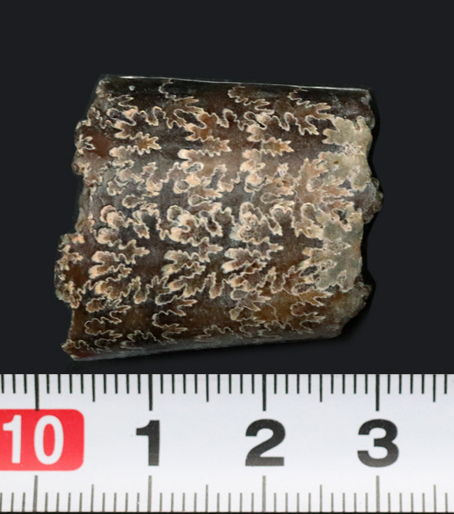バッドランド産！美しい縫合線模様を堪能できる、白亜紀後期の異常巻き頭足類の一つ、バキュリテス・コンプレサス（Baculites compressus）の部分化石（その6）