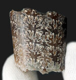 バッドランド産！美しい縫合線模様を堪能できる、白亜紀後期の異常巻き頭足類の一つ、バキュリテス・コンプレサス（Baculites compressus）の部分化石