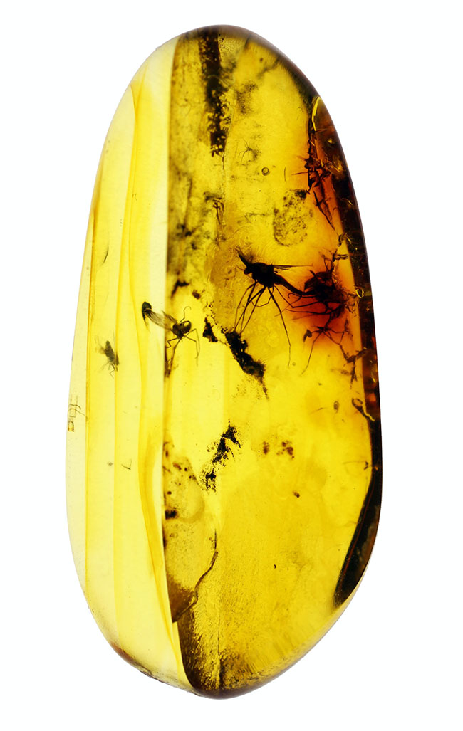 血を吸わない蚊であるユスリカが内包されたバルト海産の琥珀（Amber）（その2）