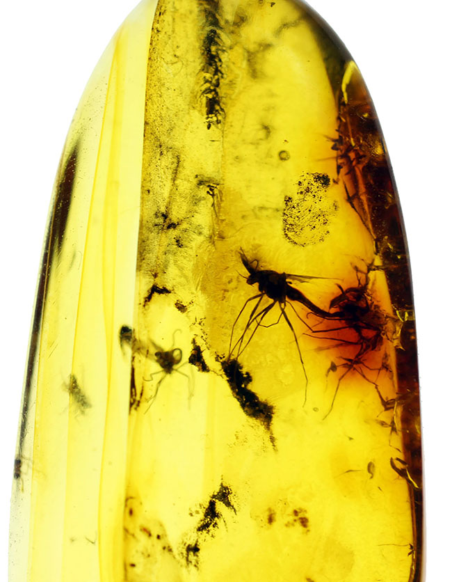 血を吸わない蚊であるユスリカが内包されたバルト海産の琥珀（Amber）（その3）