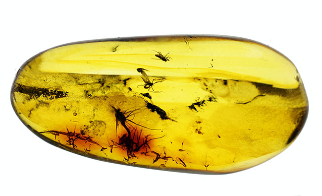 血を吸わない蚊であるユスリカが内包されたバルト海産の琥珀（Amber）（その4）