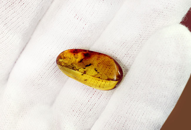 血を吸わない蚊であるユスリカが内包されたバルト海産の琥珀（Amber）（その6）
