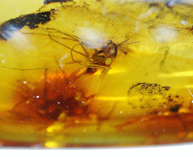 血を吸わない蚊であるユスリカが内包されたバルト海産の琥珀（Amber）（その8）