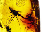 血を吸わない蚊であるユスリカが内包されたバルト海産の琥珀（Amber）
