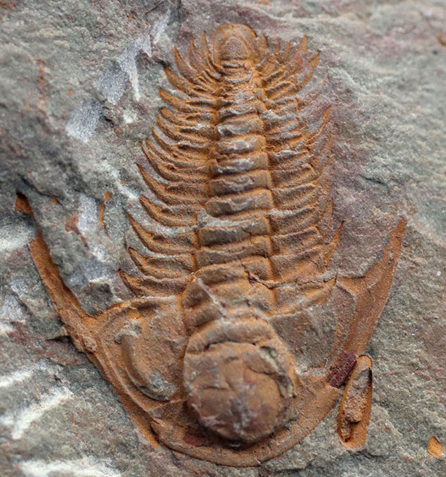 大きな頭鞍部、小さな尾板、典型的な初期の三葉虫の特徴を示す、パラドキシデス（Paradoxides）の幼体（その1）