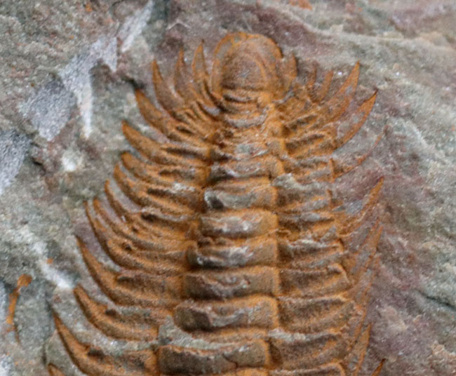 大きな頭鞍部、小さな尾板、典型的な初期の三葉虫の特徴を示す、パラドキシデス（Paradoxides）の幼体（その3）