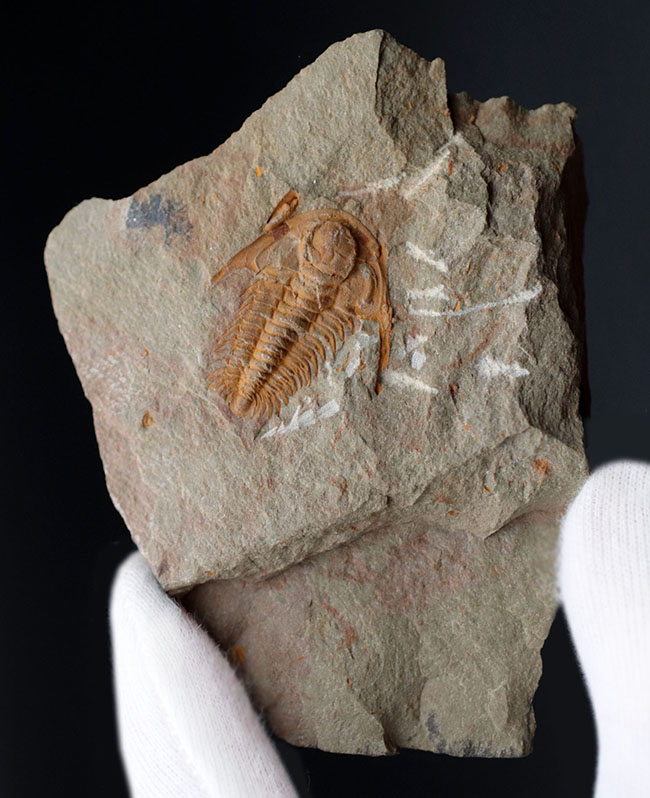 大きな頭鞍部、小さな尾板、典型的な初期の三葉虫の特徴を示す、パラドキシデス（Paradoxides）の幼体（その4）