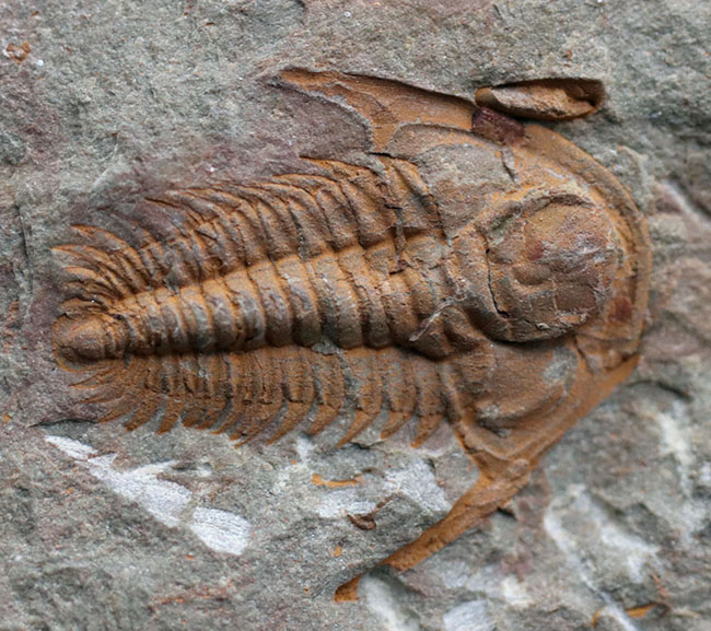 大きな頭鞍部、小さな尾板、典型的な初期の三葉虫の特徴を示す、パラドキシデス(Paradoxides)の幼体(その5)
