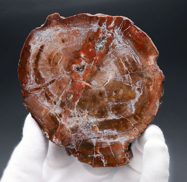 宝石化した樹木、見事な円（ラウンド）型！三畳紀（約２億４８００万年前）針葉樹の幹の化石、その名は珪化木（Petrified wood）（その2）