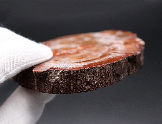 宝石化した樹木、見事な円（ラウンド）型！三畳紀（約２億４８００万年前）針葉樹の幹の化石、その名は珪化木（Petrified wood）（その6）