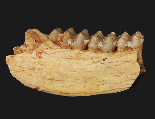 中新世の草原を素早く走ったであろう、有蹄類、プロテロテリウム（Proterotherium）の顎の化石（その1）