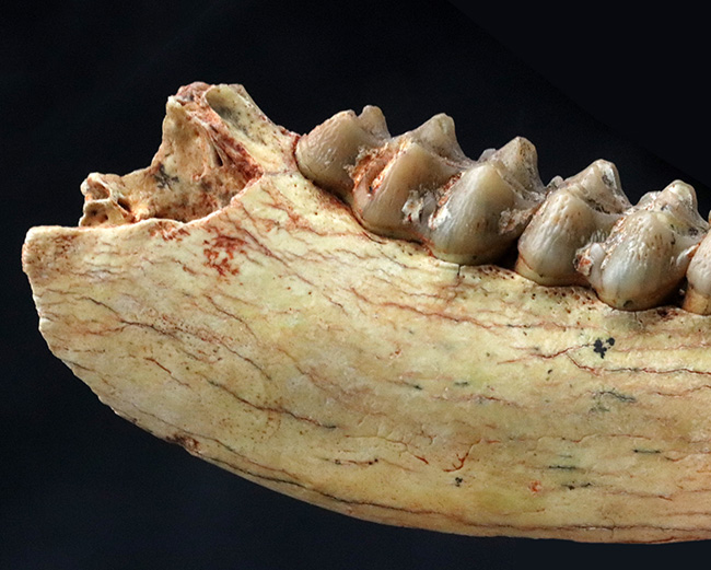 中新世の草原を素早く走ったであろう、有蹄類、プロテロテリウム（Proterotherium）の顎の化石（その2）