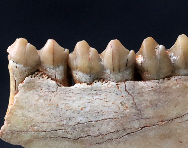 中新世の草原を素早く走ったであろう、有蹄類、プロテロテリウム（Proterotherium）の顎の化石（その6）