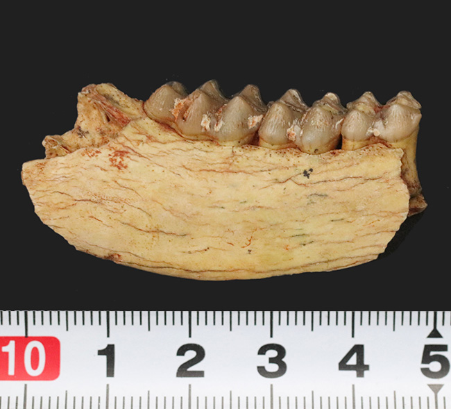 中新世の草原を素早く走ったであろう、有蹄類、プロテロテリウム（Proterotherium）の顎の化石（その8）