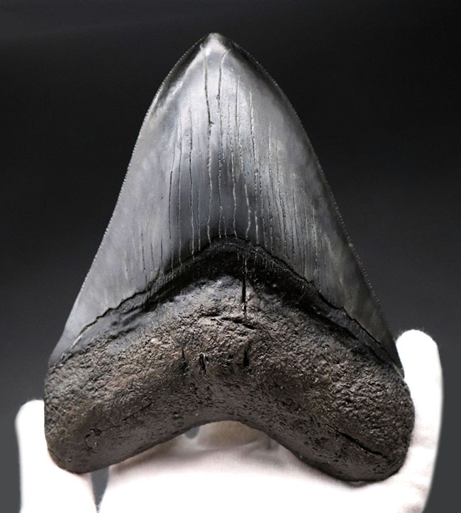 人気のブラックタイプ！サイズ、状態を兼ね備えた、ハイクラスのメガロドン（Carcharodon megalodon）の歯化石（その1）