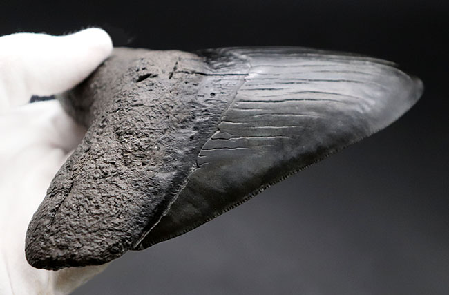 人気のブラックタイプ！サイズ、状態を兼ね備えた、ハイクラスのメガロドン（Carcharodon megalodon）の歯化石（その12）
