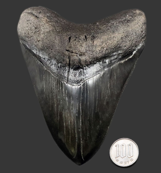 人気のブラックタイプ！サイズ、状態を兼ね備えた、ハイクラスのメガロドン（Carcharodon megalodon）の歯化石（その14）