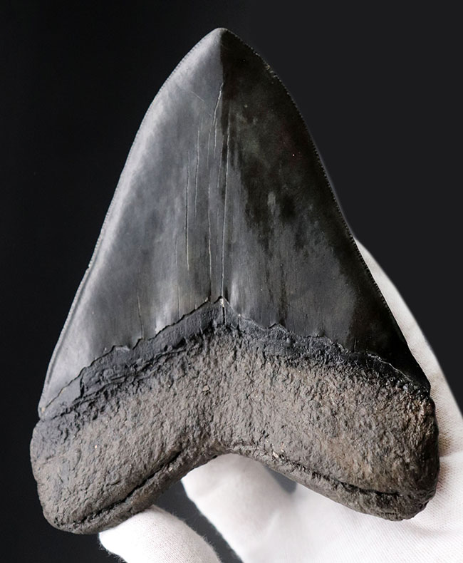 人気のブラックタイプ！サイズ、状態を兼ね備えた、ハイクラスのメガロドン（Carcharodon megalodon）の歯化石（その2）