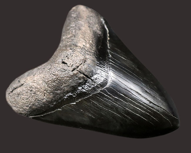 人気のブラックタイプ！サイズ、状態を兼ね備えた、ハイクラスのメガロドン（Carcharodon megalodon）の歯化石（その3）