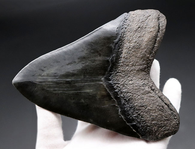 人気のブラックタイプ！サイズ、状態を兼ね備えた、ハイクラスのメガロドン（Carcharodon megalodon）の歯化石（その4）