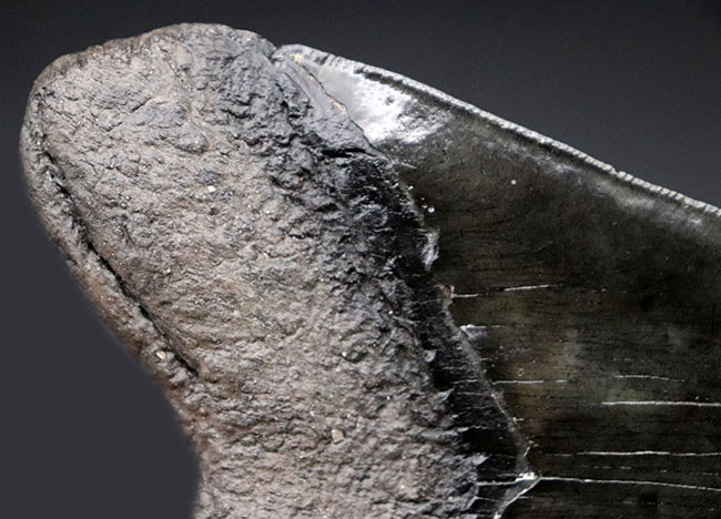 人気のブラックタイプ！サイズ、状態を兼ね備えた、ハイクラスのメガロドン（Carcharodon megalodon）の歯化石（その7）