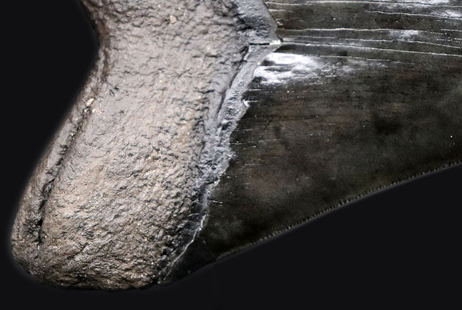 人気のブラックタイプ！サイズ、状態を兼ね備えた、ハイクラスのメガロドン（Carcharodon megalodon）の歯化石（その8）