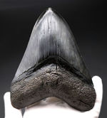 人気のブラックタイプ！サイズ、状態を兼ね備えた、ハイクラスのメガロドン（Carcharodon megalodon）の歯化石