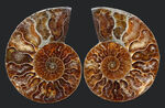 断面の美しさ、特級！マダガスカルを代表するアンモナイト、クレオニセラス（Cleoniceras）のカット＆ポリッシュ標本