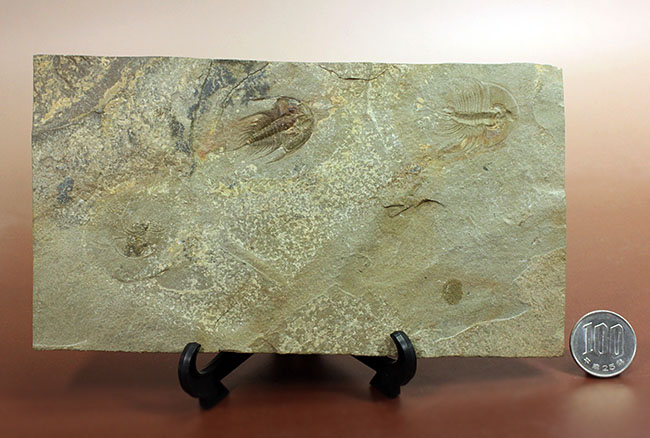 これはレア、価値高い。最古の三葉虫の一つ、オレネルスが三体、収まっ