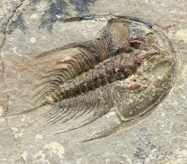これはレア、価値高い。最古の三葉虫の一つ、オレネルスが三体、収まっ