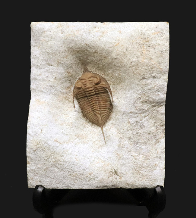 米国の高級三葉虫の一つ!米国オクラホマ州ブラックキャットマウンテン産のレア三葉虫、フントニアトニア・リングリファー(Huntonia linguifer)の高品位個体(その2)