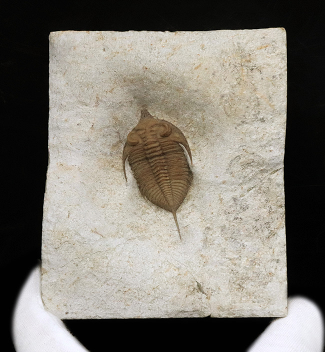 米国の高級三葉虫の一つ!米国オクラホマ州ブラックキャットマウンテン産のレア三葉虫、フントニアトニア・リングリファー(Huntonia linguifer)の高品位個体(その4)