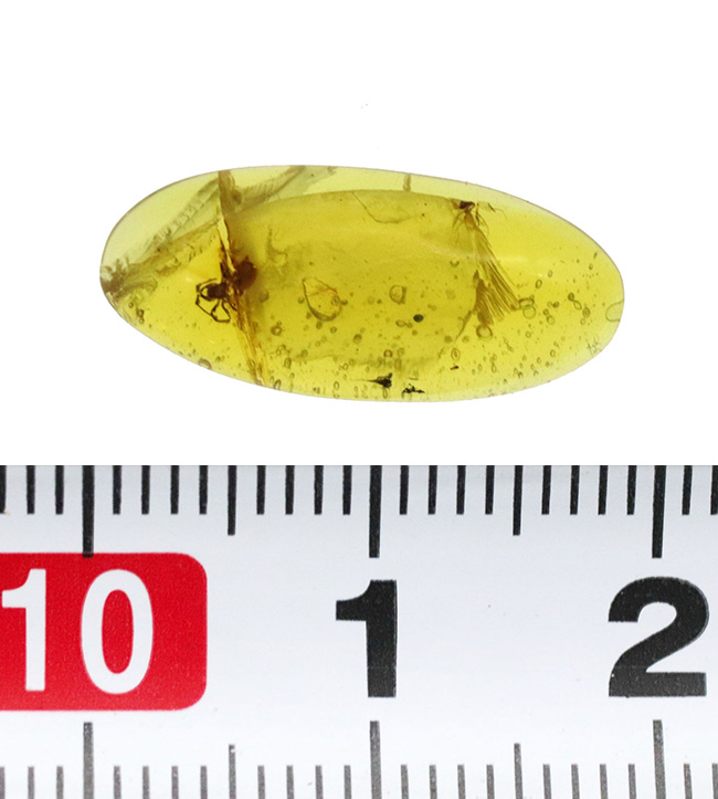 約4000万年前の起源を持つ！世界最大産地、バルト海沿岸で採集され