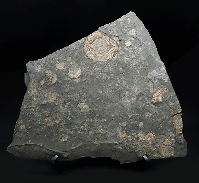 黒ジュラ！母岩３３センチ超の大判標本！ドイツホルツマーデン産のアンモナイト、ダクチリオセラス（Dactylioceras）のマルチプレート化石（その1）