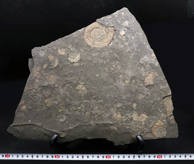黒ジュラ！母岩３３センチ超の大判標本！ドイツホルツマーデン産のアンモナイト、ダクチリオセラス（Dactylioceras）のマルチプレート化石（その10）