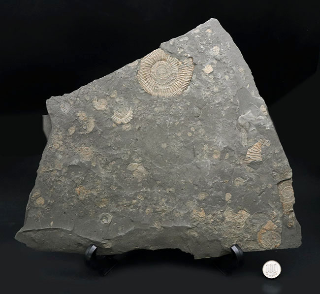 黒ジュラ！母岩３３センチ超の大判標本！ドイツホルツマーデン産のアンモナイト、ダクチリオセラス（Dactylioceras）のマルチプレート化石（その11）