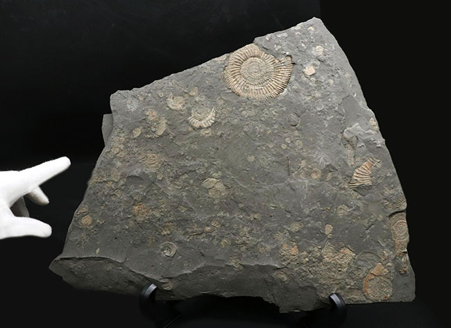 黒ジュラ！母岩３３センチ超の大判標本！ドイツホルツマーデン産のアンモナイト、ダクチリオセラス（Dactylioceras）のマルチプレート化石（その2）